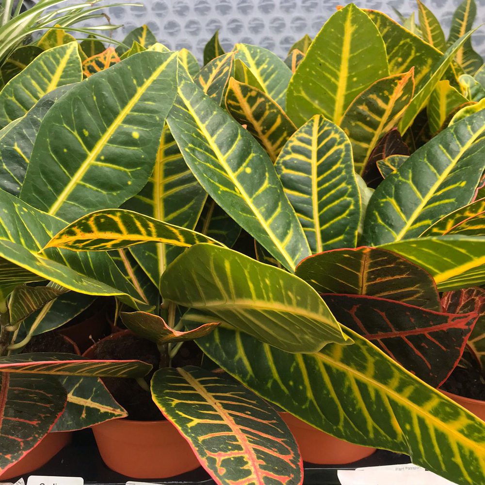 PR Live Plant. Garden Croton 'Nervia' (Large)