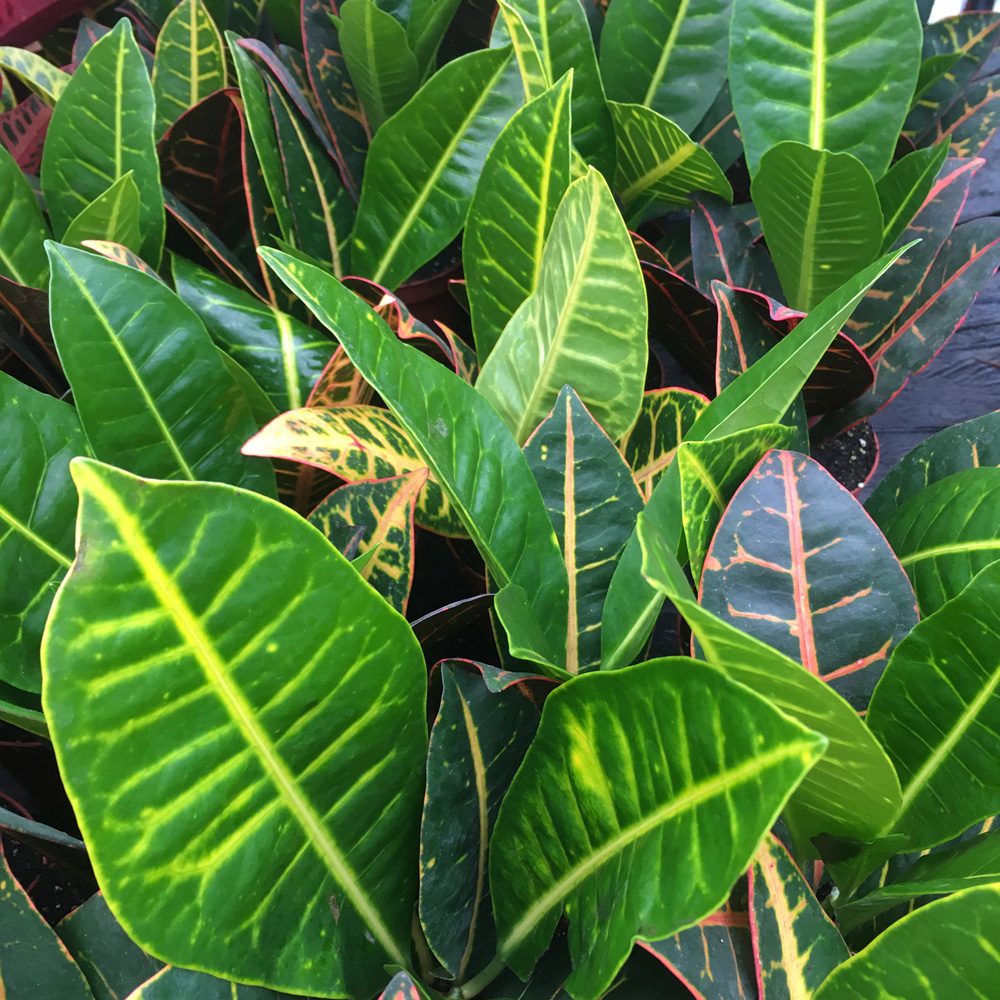 PR Live Plant. Garden Croton 'Nervia' (Medium)