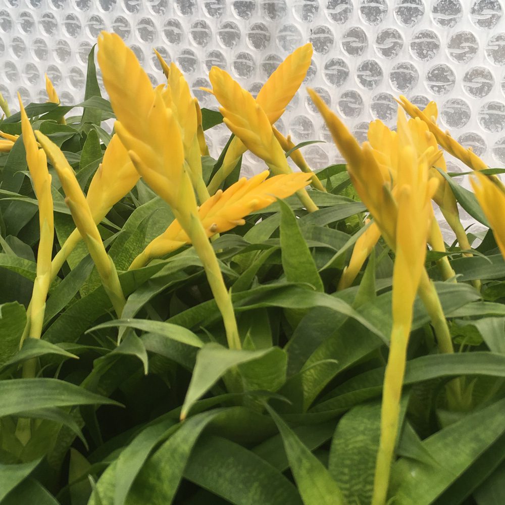 PR Live Plant. Yellow Spike Bromeliad (Small)