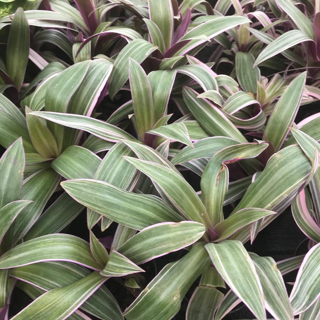 PR Live Plant. Mosesinthecradle (Medium) Peregrine