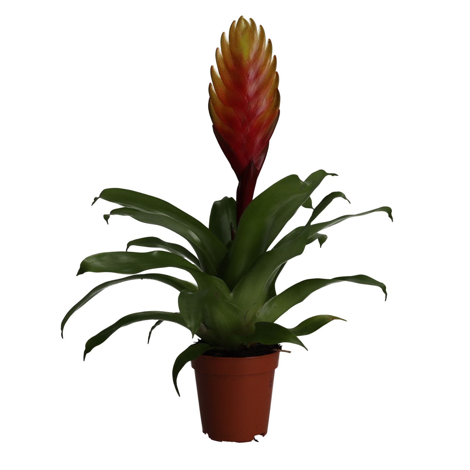 PR Live plant. Orange Spike Bromeliad (Small)