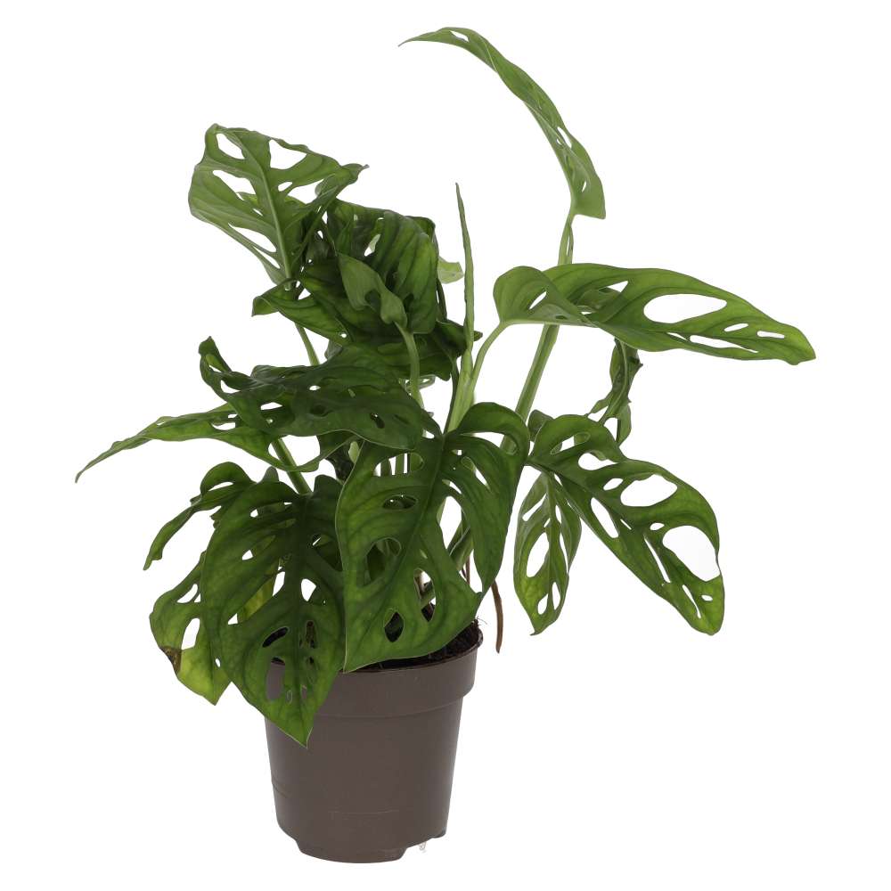 PR Live plant. Monkey Mask Plant (Large)