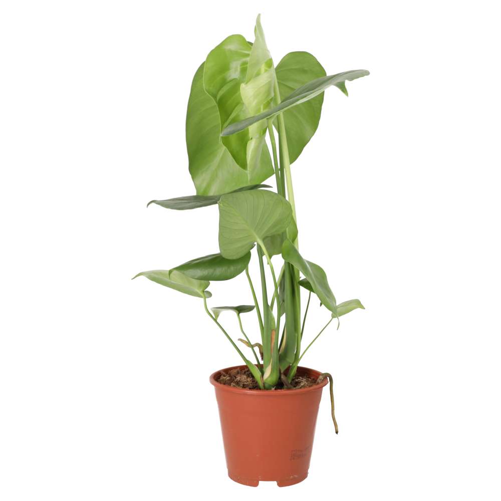 PR Live plant. Swiss Cheese Plant (Large)