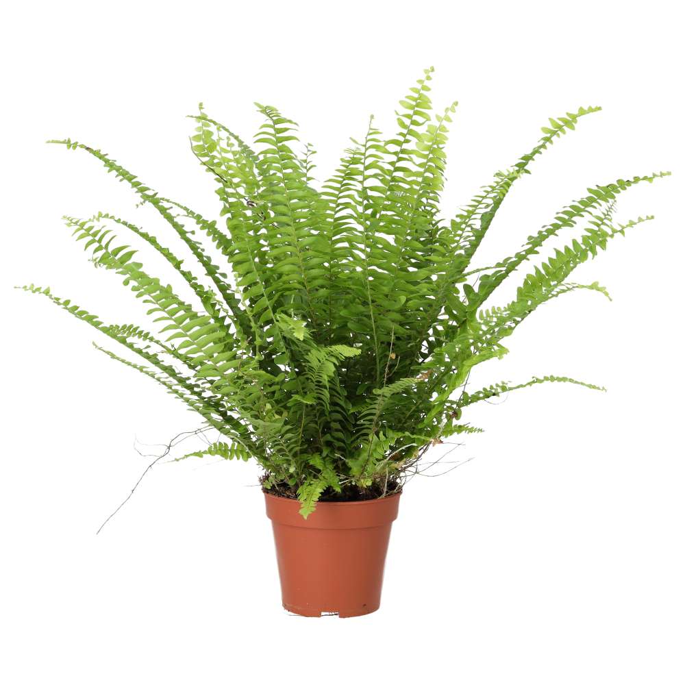 PR Live plant. Boston Fern (Large)