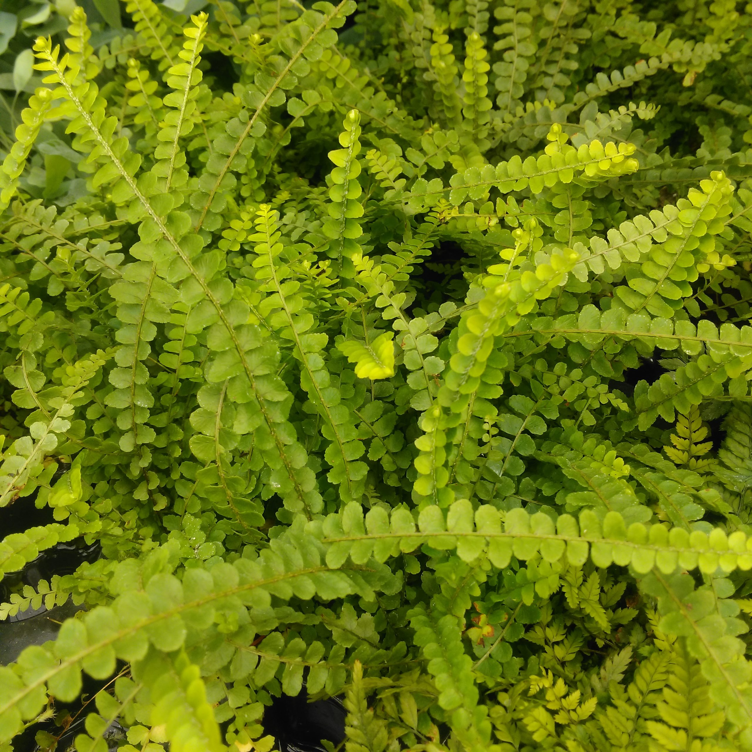 PR Live plant. Sword Fern (Large)