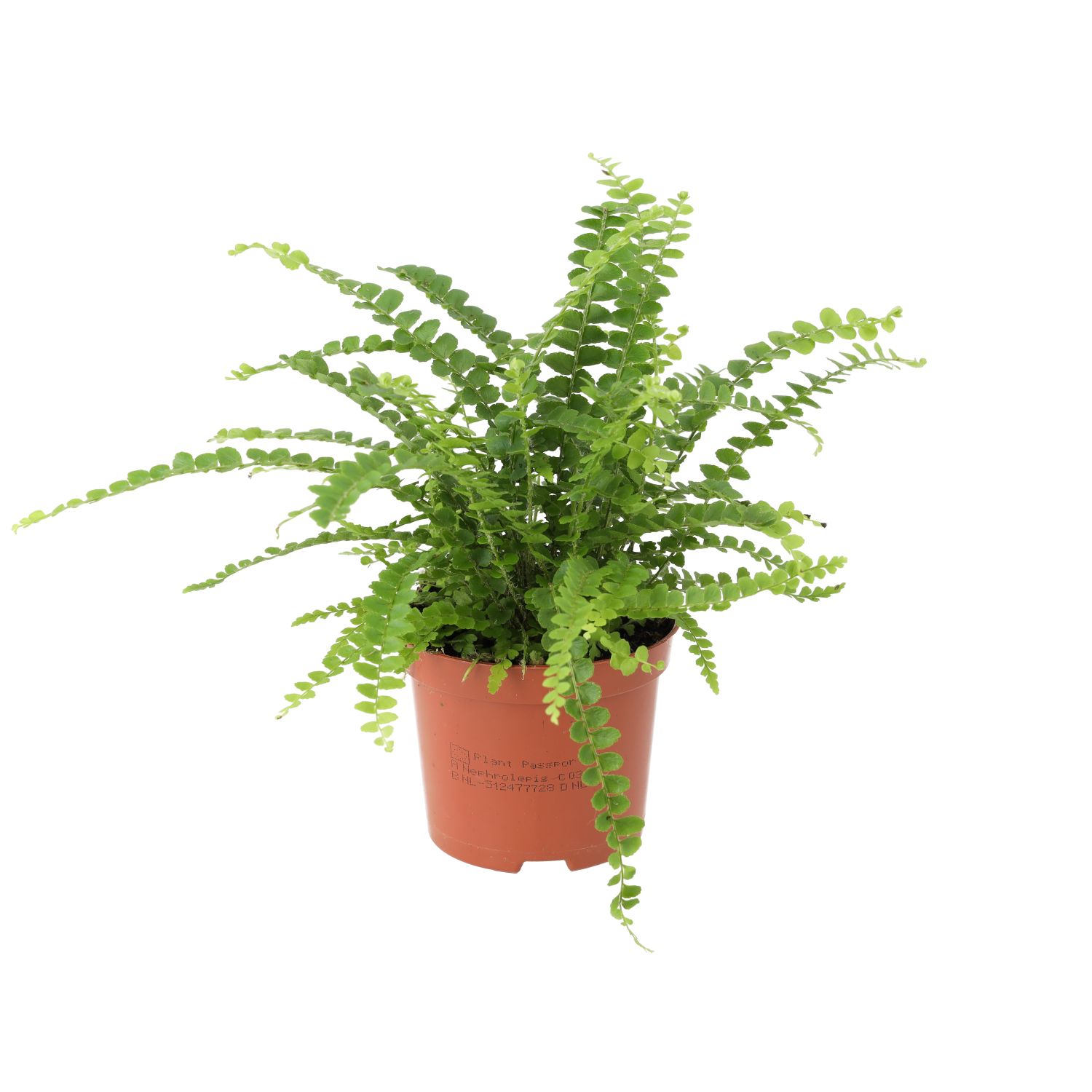 PR Live plant. Sword Fern (Medium)