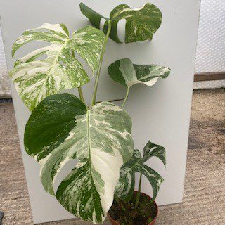 PR Live plant Swiss Cheese Plant 'Variegated' (XL)
