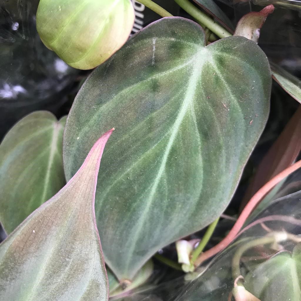 PR Live plant. Philodendron micans (Large)