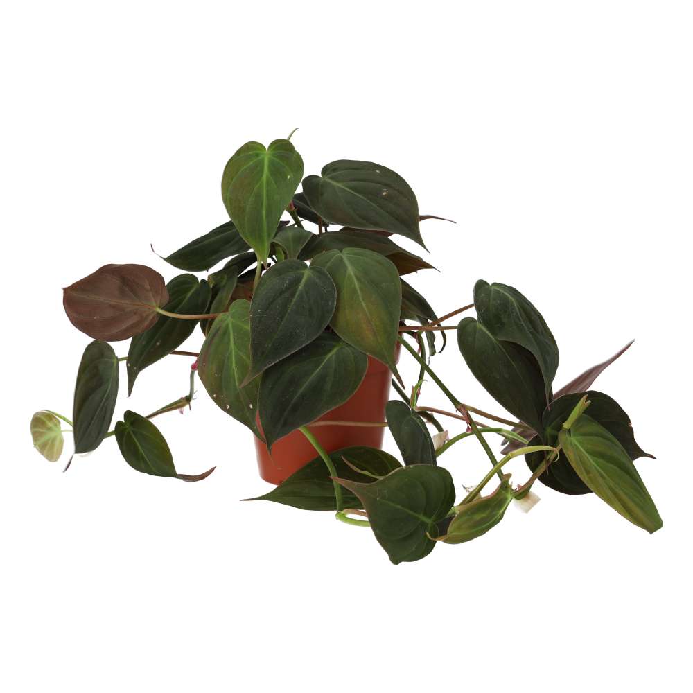 PR Live plant. Philodendron micans (Large)