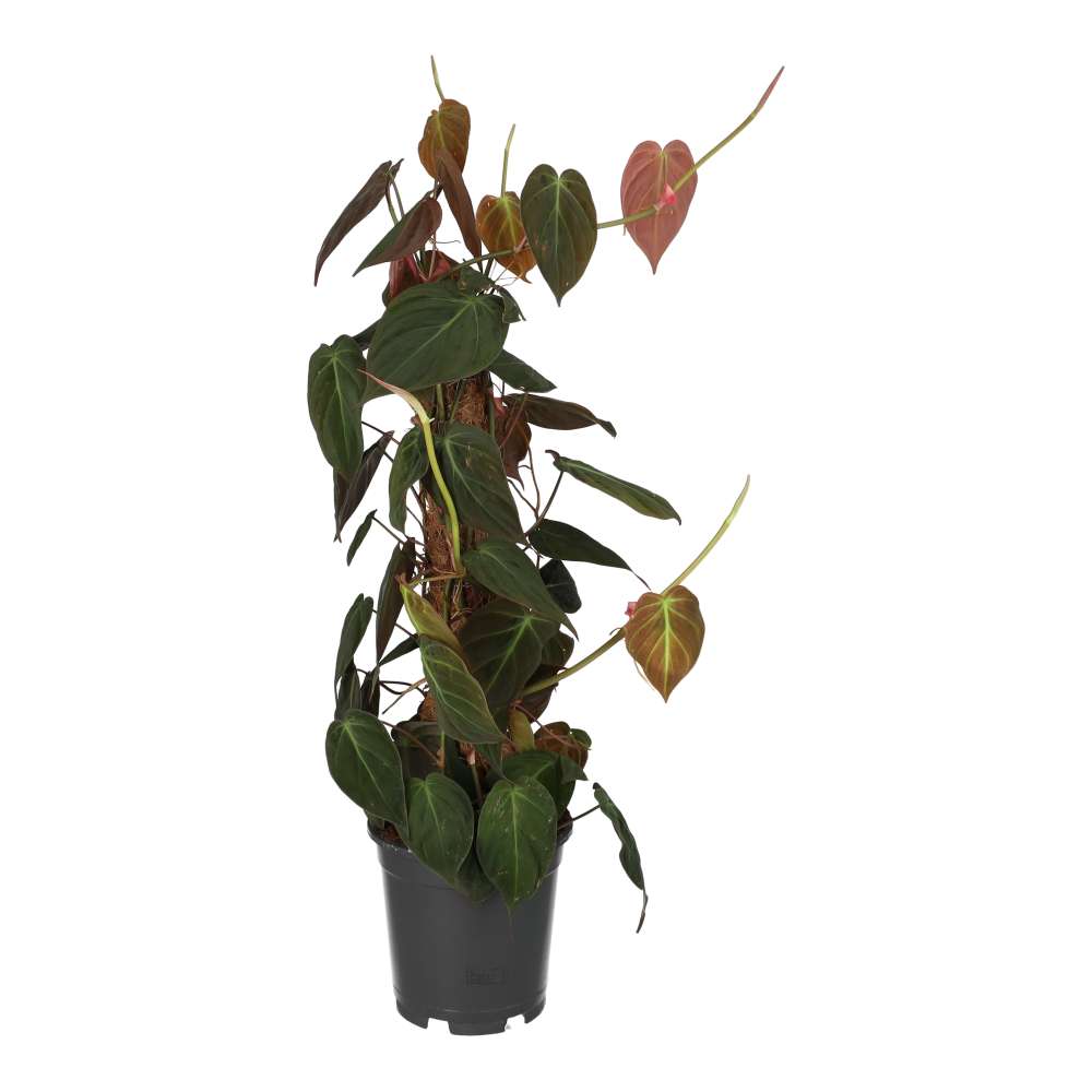 PR Live plant. Philodendron micans (Moss Pole)