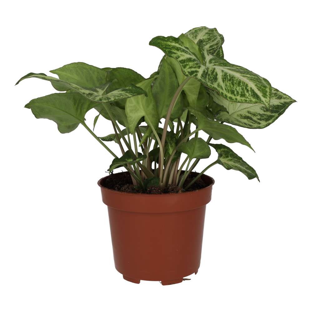 PR Live plant. Arrowhead Vine 'Arrow' (Large)