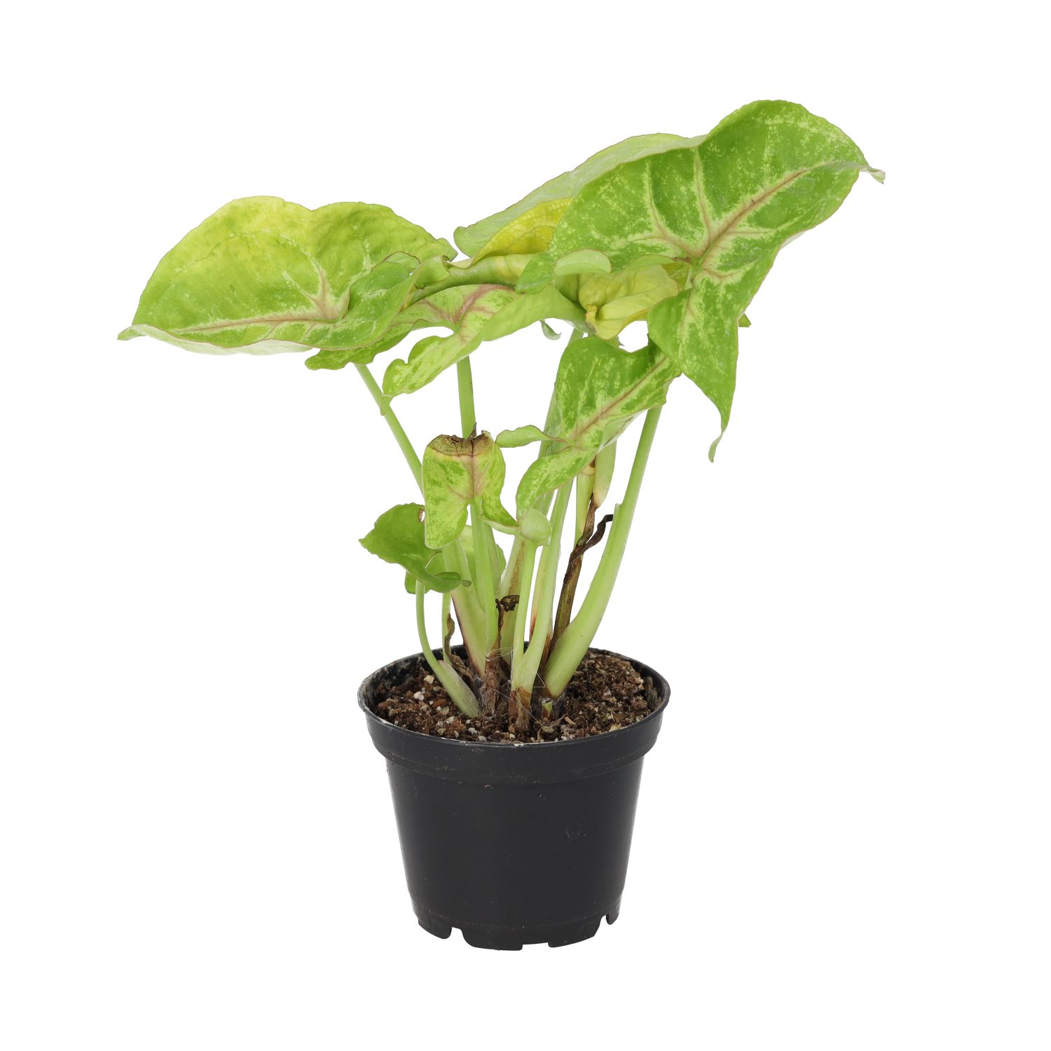 PR Live plant. Arrowhead Vine 'Arrow' (Medium)