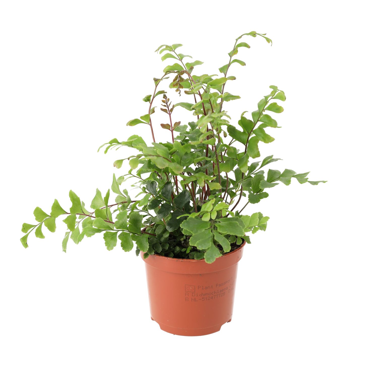 PR Live plant. Mahogany Maidenhair Fern (Medium)