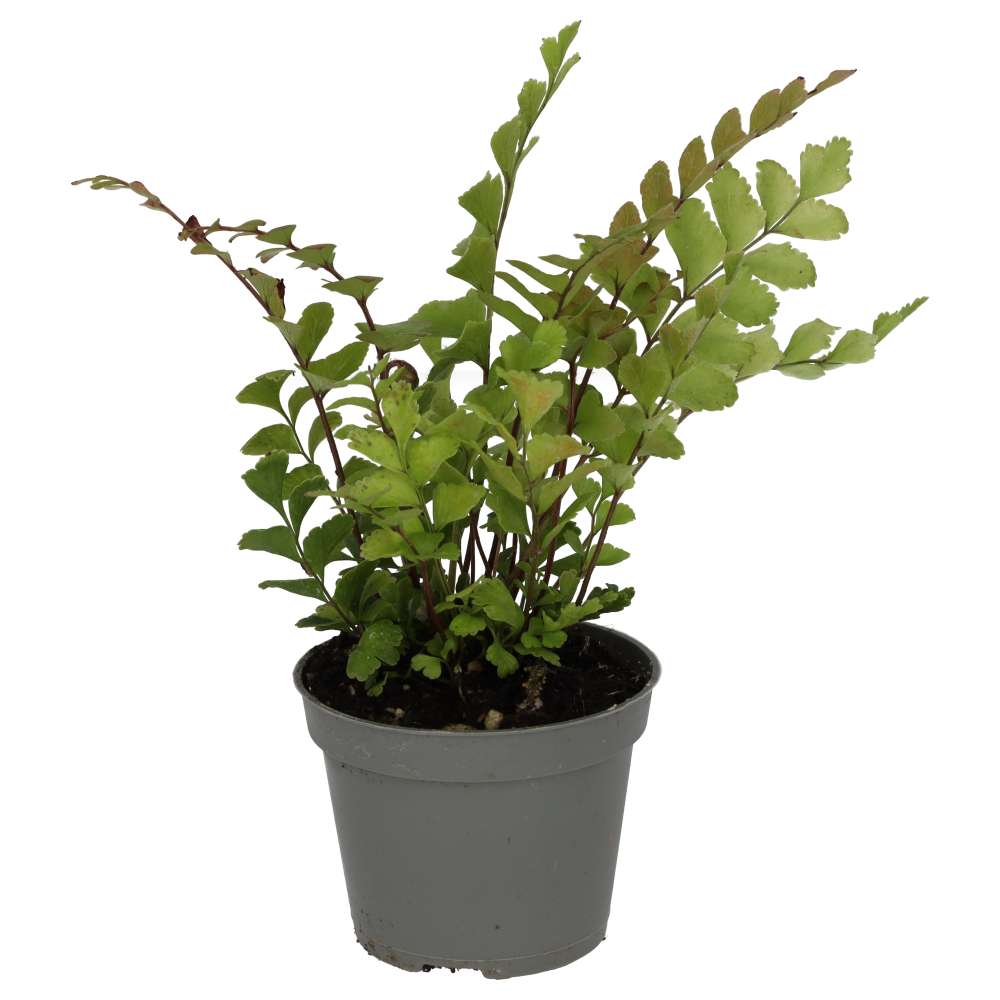 PR Live plant. Mahogany Maidenhair Fern (Small)