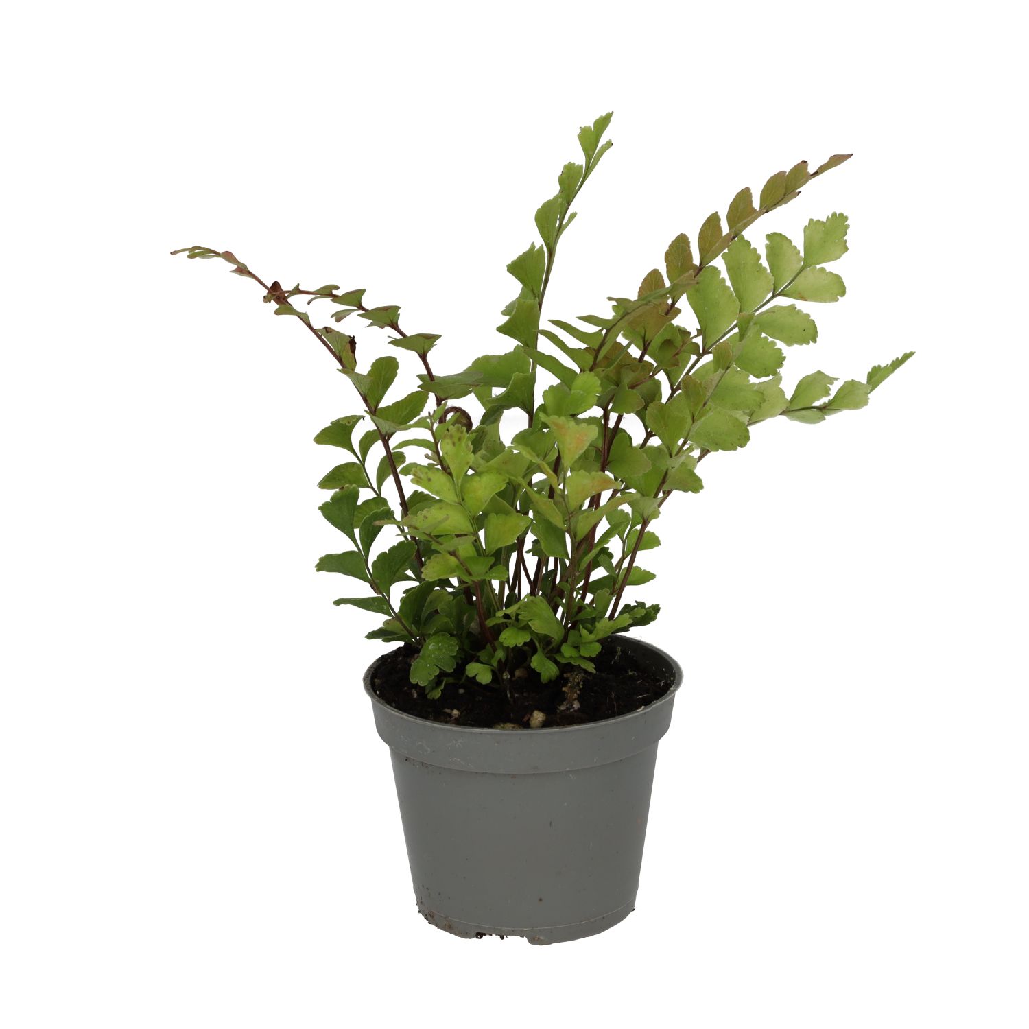 PR Live plant. Mahogany Maidenhair Fern (Small)