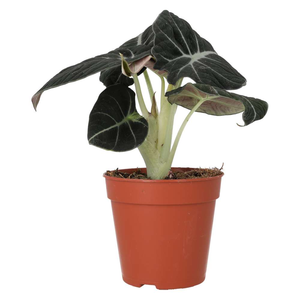 PR Live plant. Alocasia 'Black Velvet' (Large)