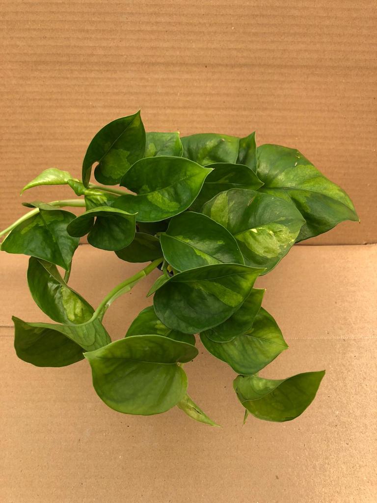PR Live plant. Devil's Ivy 'Global Green' (Large)