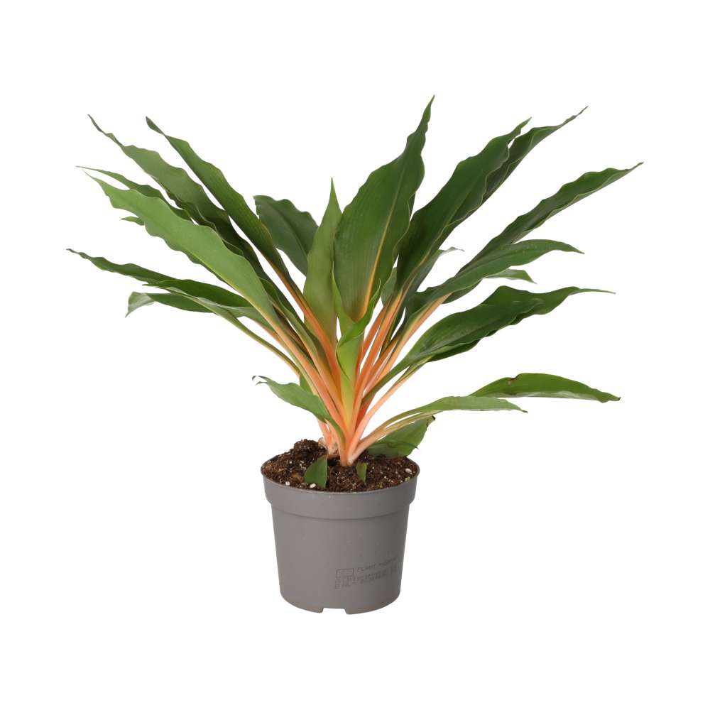 PR Live plant. Orange Spider Plant (Large)