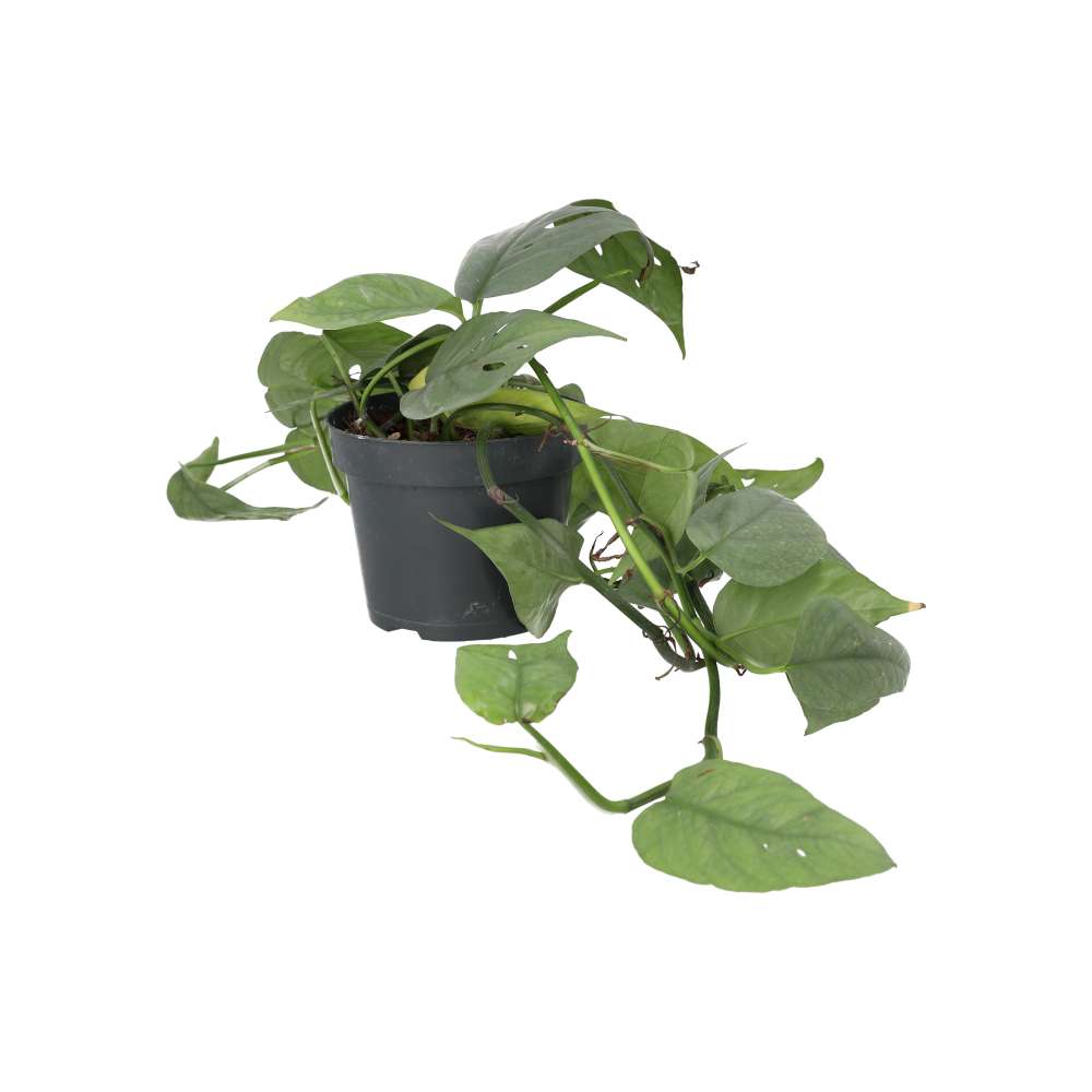 PR Live plant. Devil's Ivy 'Cebu Blue' (Large)