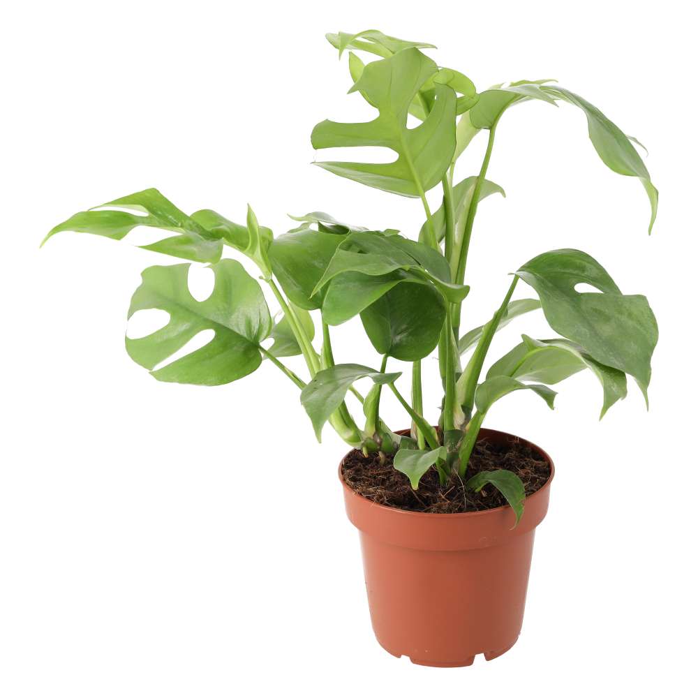 PR Live plant. Mini Monstera (Large)