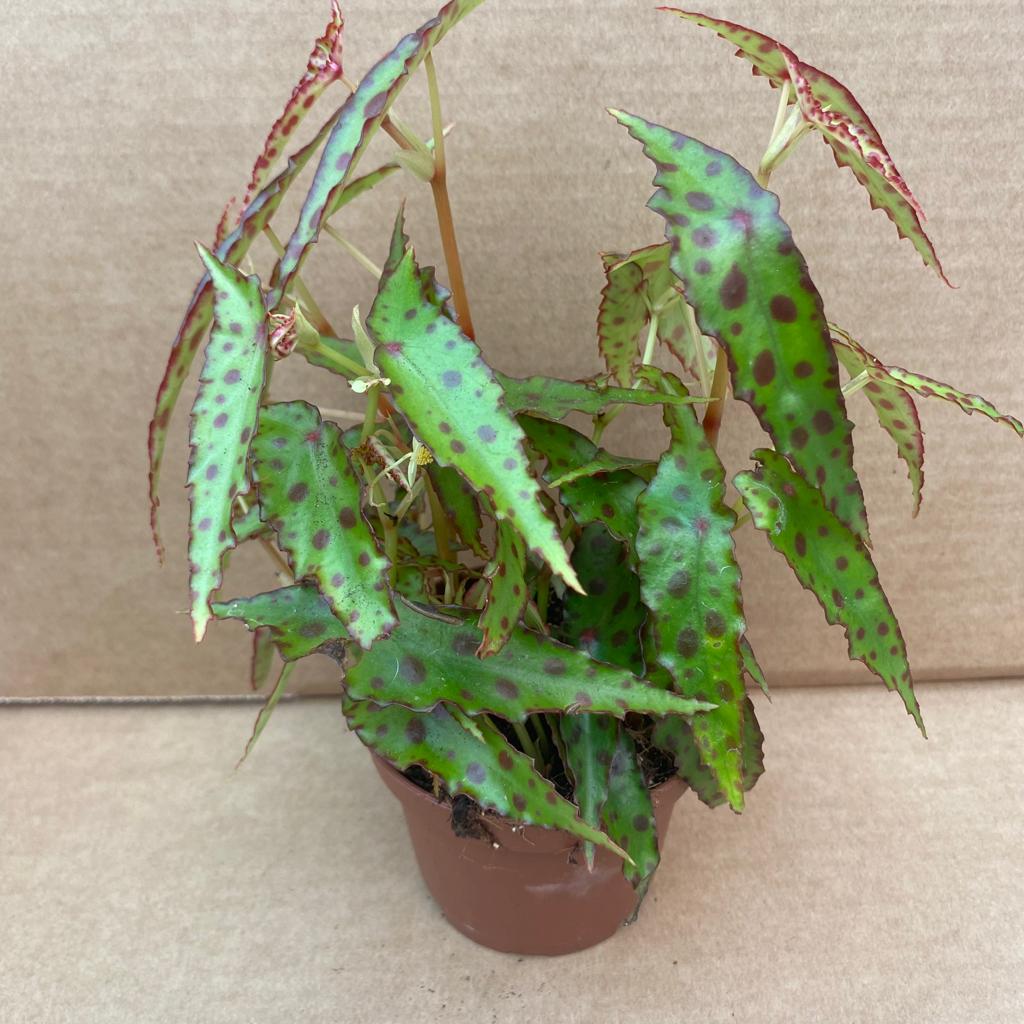 PR Live plant. Begonia amphioxus (Large)