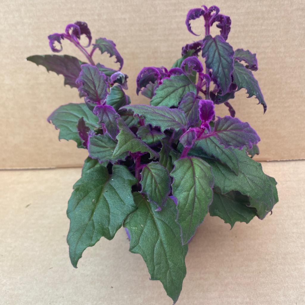 Pr Live Plant Purple Velvet Plant Large Peregrine 0404