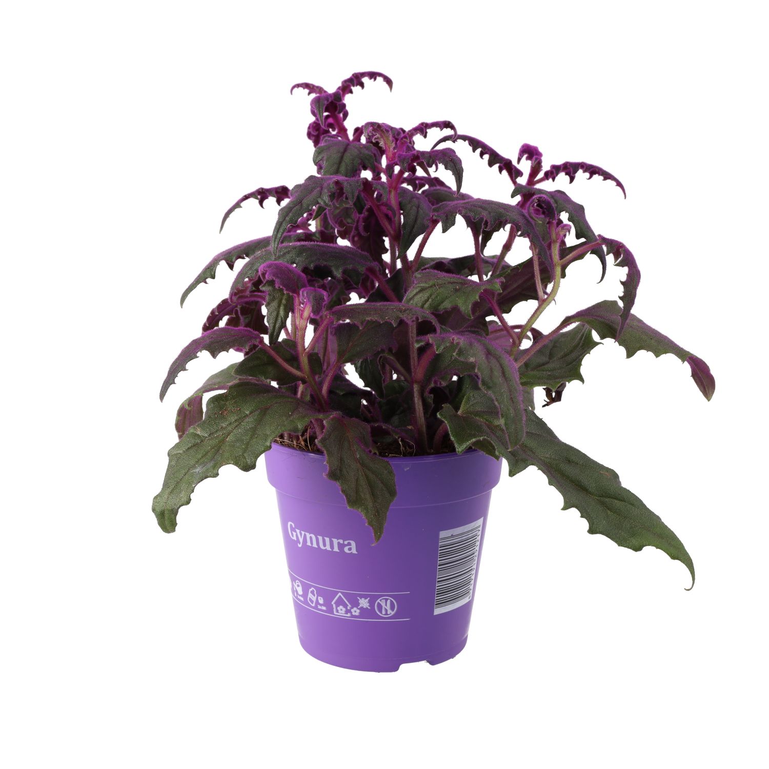 PR Live plant. Purple Velvet Plant (Large)