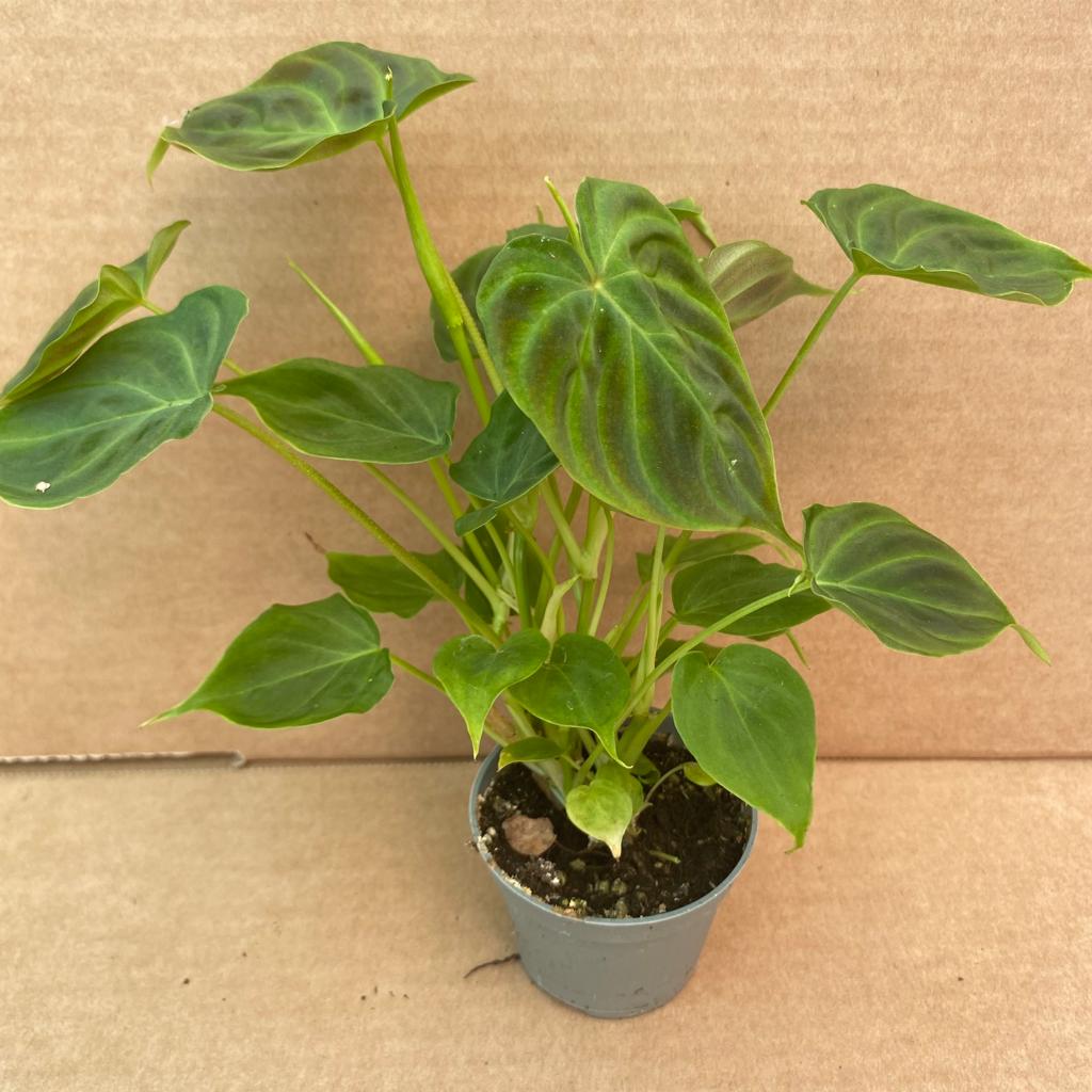 PR Live plant. Philodendron verrucosum (Small)