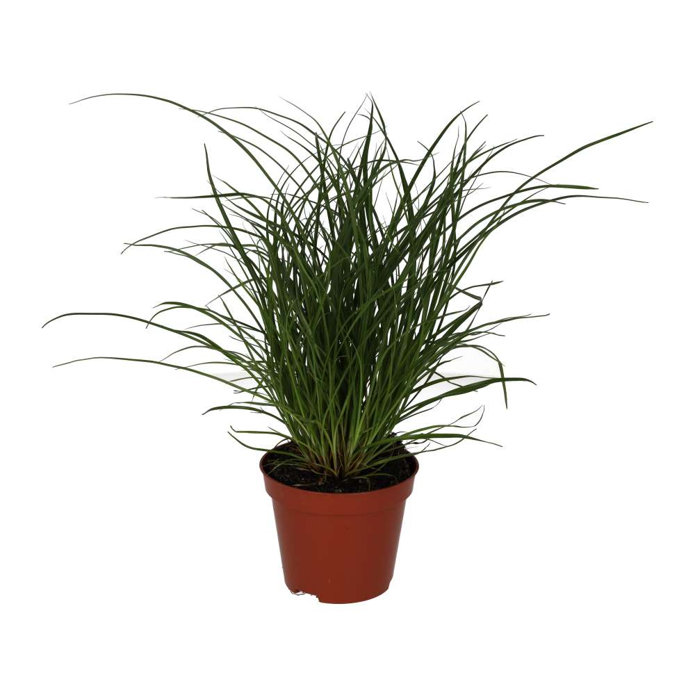 PR Live plant. Sedge Grass (Medium)