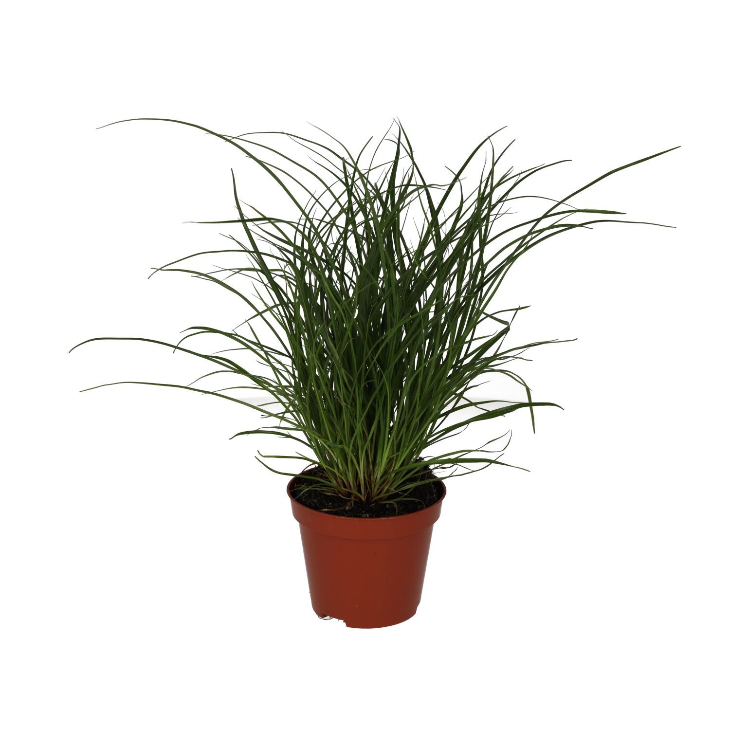 PR Live plant. Sedge Grass (Medium)
