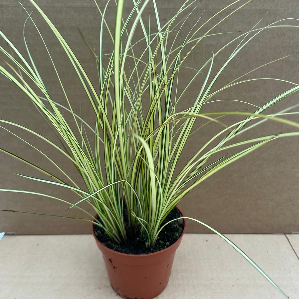PR Live plant. Sedge Grass 'Jenneke' (Medium)