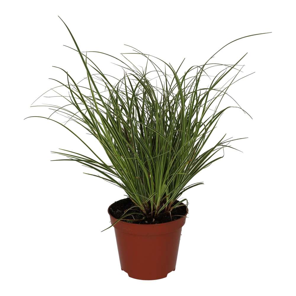 PR Live plant. Sedge Grass 'Jubilo' (Medium)