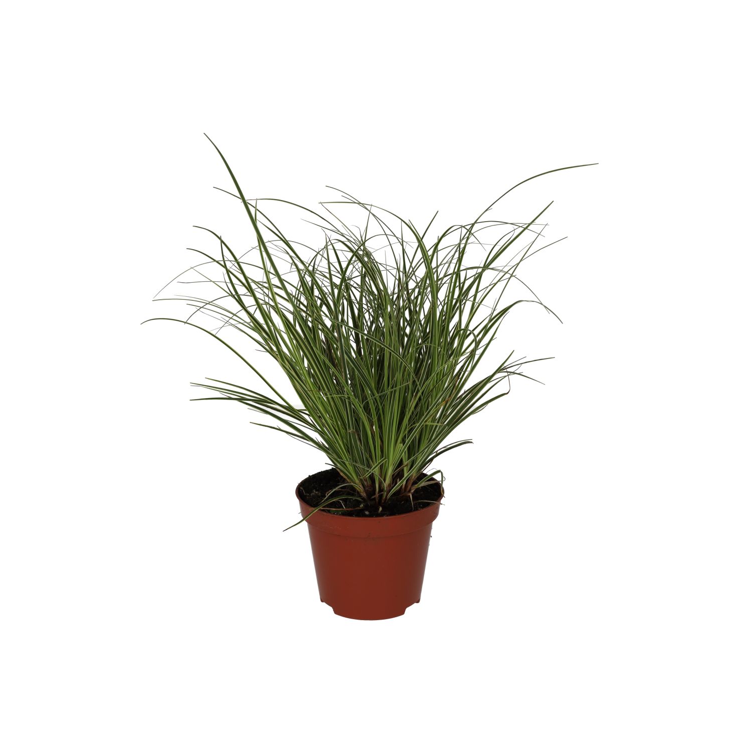 PR Live plant. Sedge Grass 'Jubilo' (Medium)