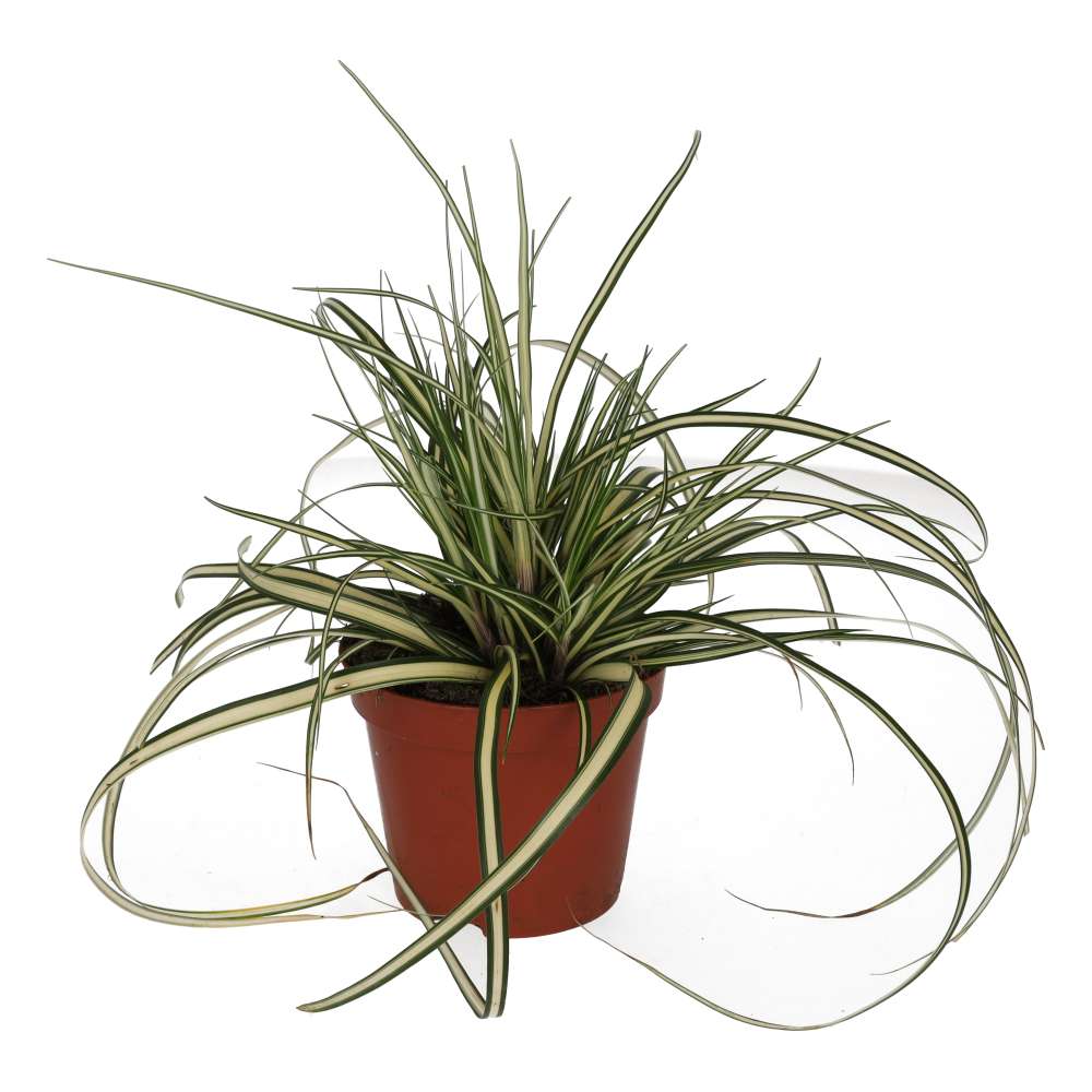 PR Live plant. Sedge Grass 'Evergold' (Medium)