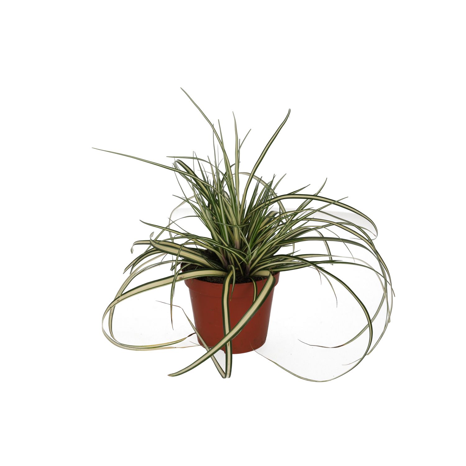PR Live plant. Sedge Grass 'Evergold' (Medium)