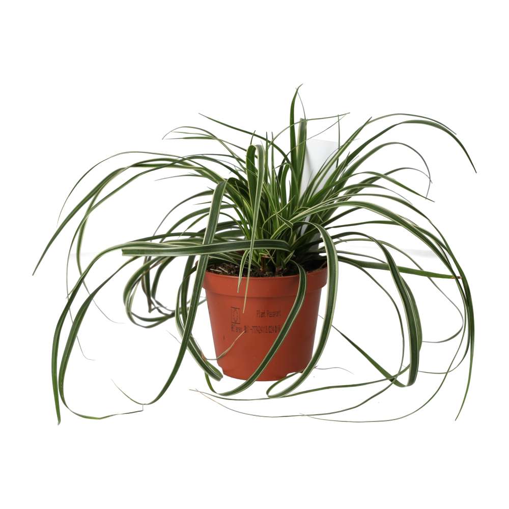 PR Live plant. Sedge Grass 'Everest' (Medium)