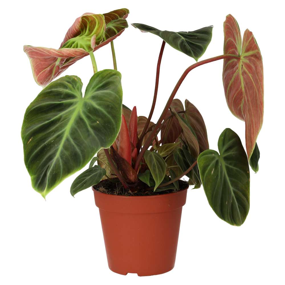 PR Live plant. Philodendron 'El Choco Red' (Large)