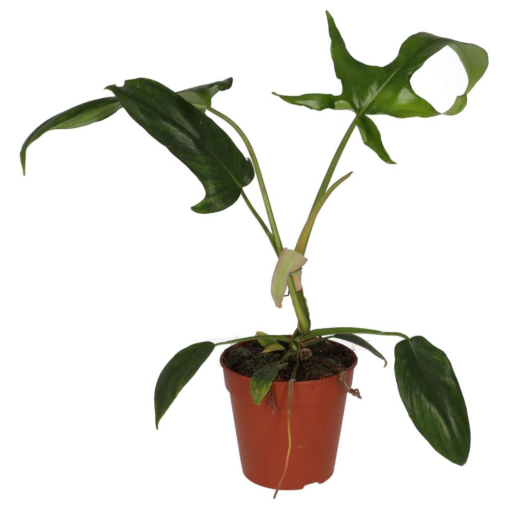 PR Live plant. Philodendron 'Glad Hands' (Large)