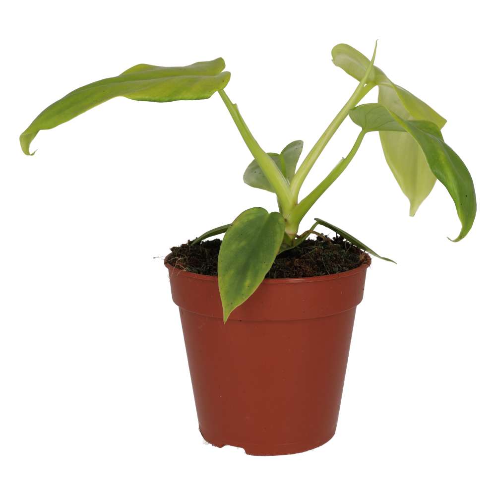 PR Live plant Philodendron 'Golden Violin' (Large)