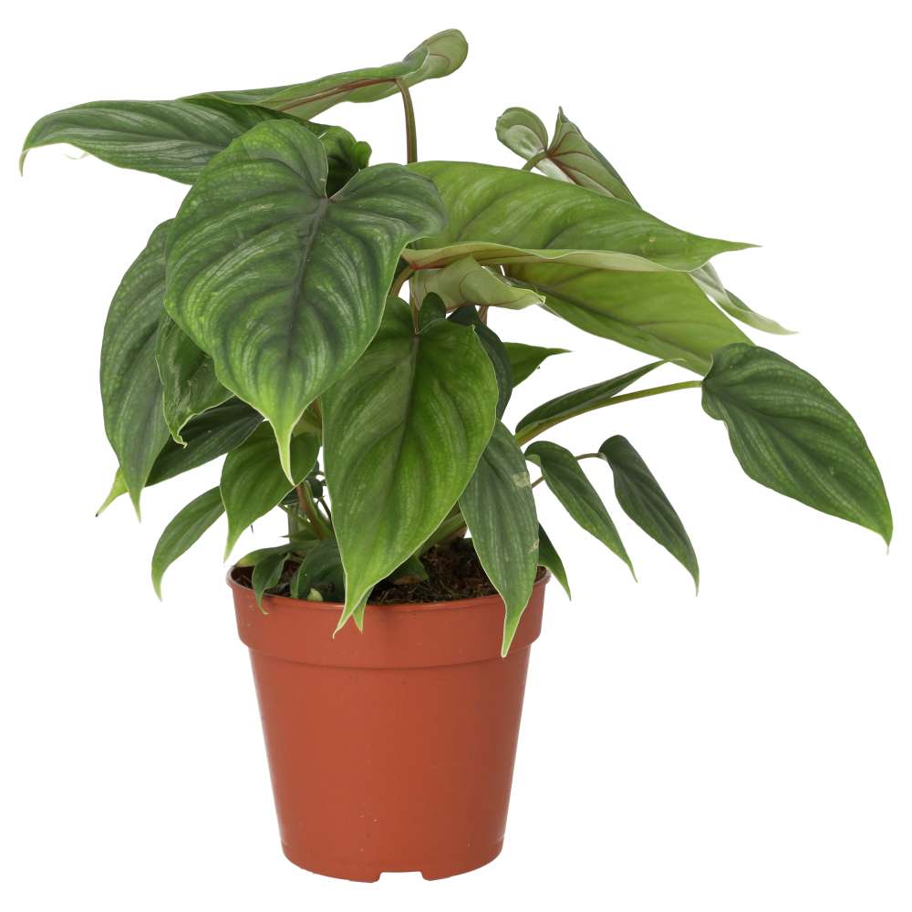 PR Live plant. Philodendron plowmanii (Large)