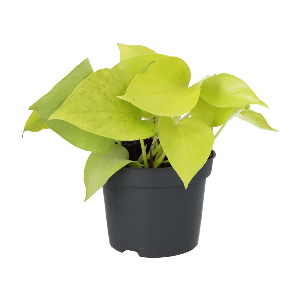 PR Live plant. Devil's Ivy 'Golden'  (Large)