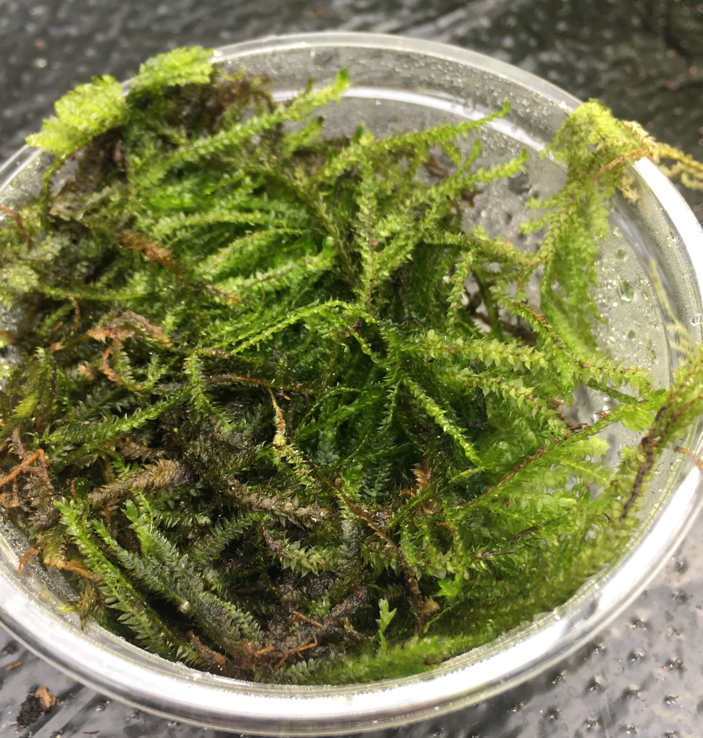 PR Live plant. Christmas moss (80cc cup)