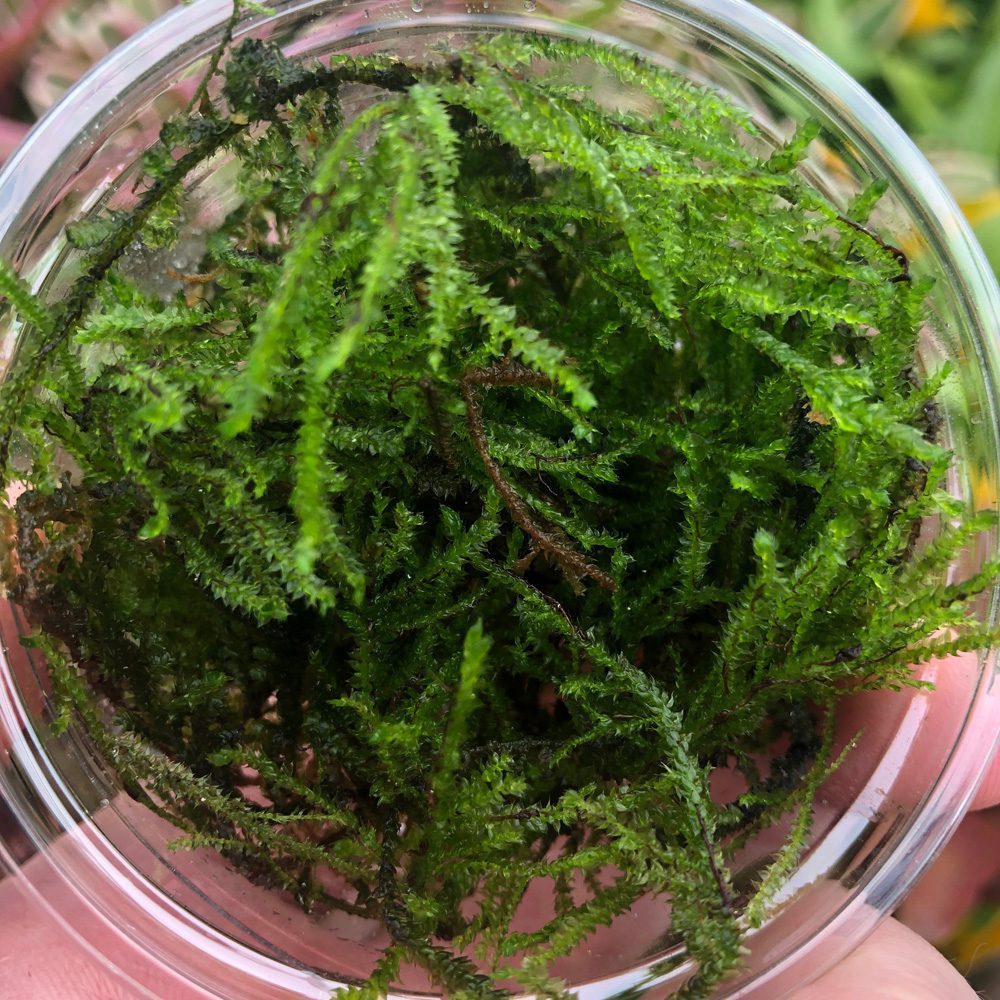 PR Live Plant: Barbieri Java Moss (80cc cup)