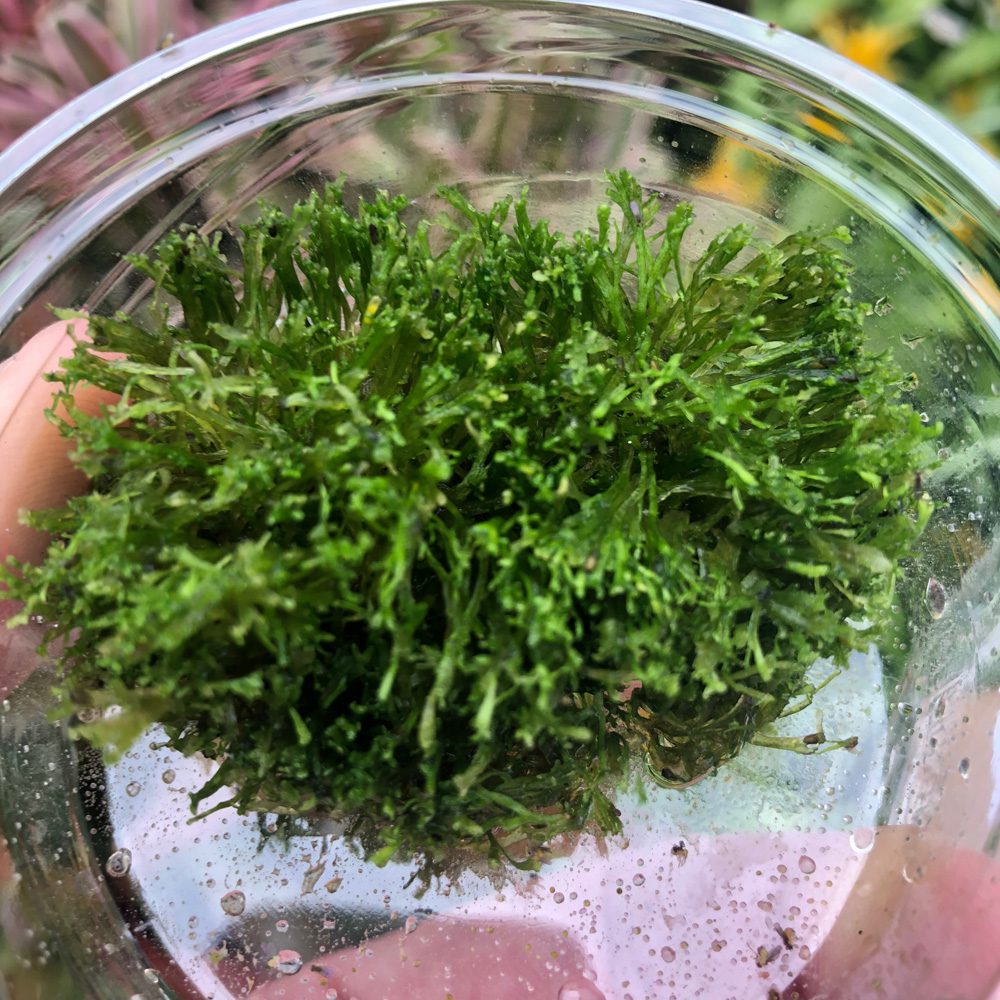 PR Live plant. Riccia Moss (80cc cup)