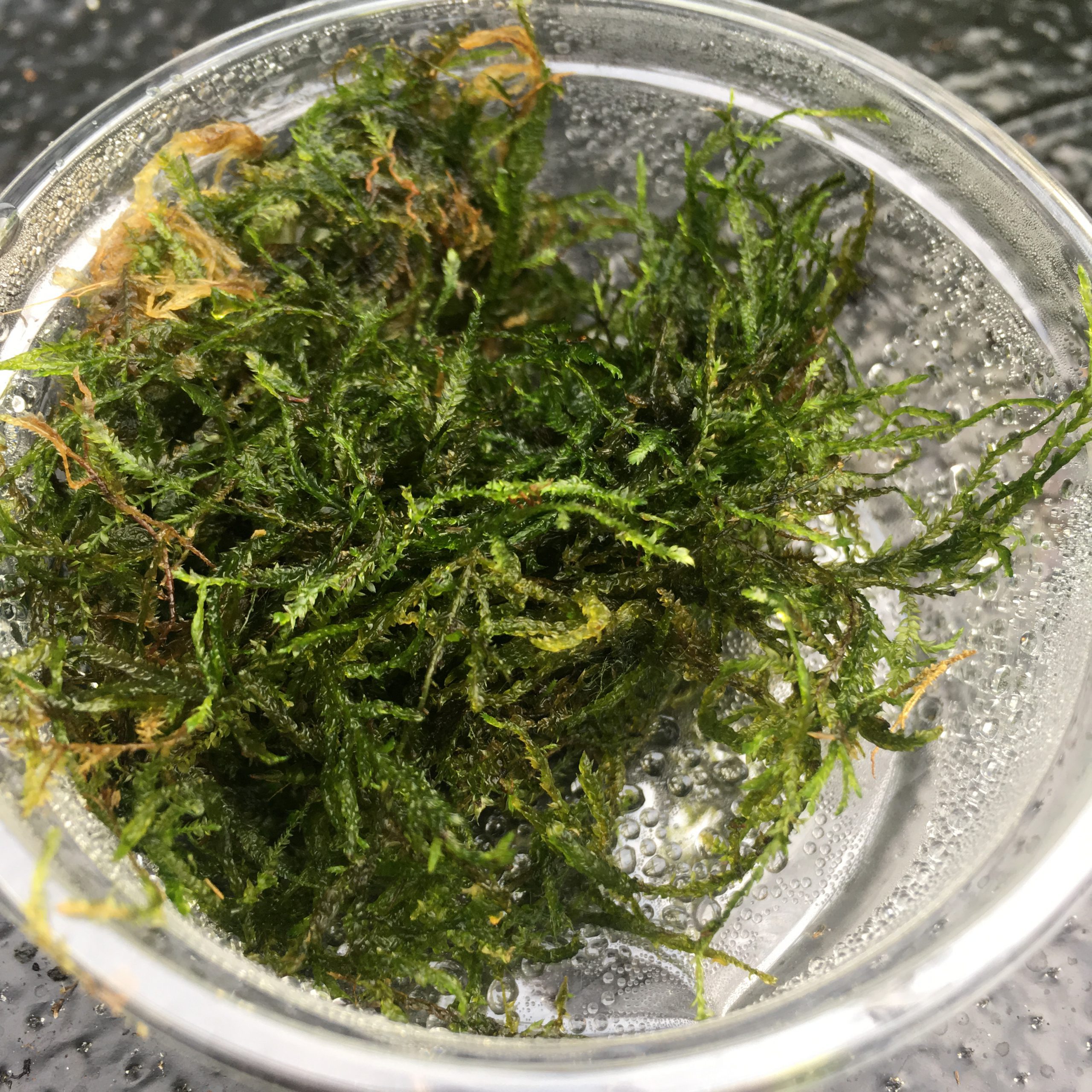 PR Live plant. Taiwan moss (80cc cup)