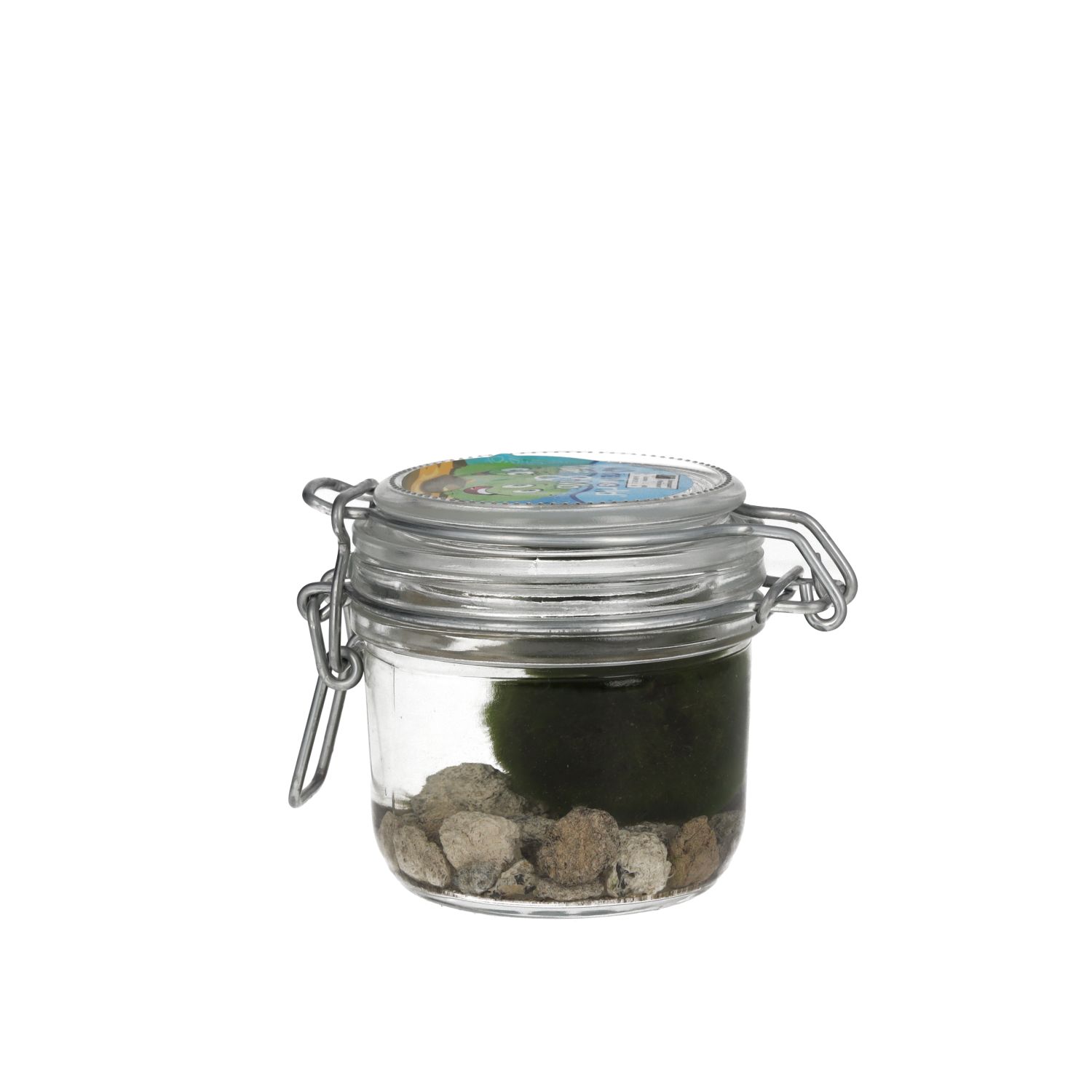 PR Live plant. Marimo Moss Ball (Glass Jar)