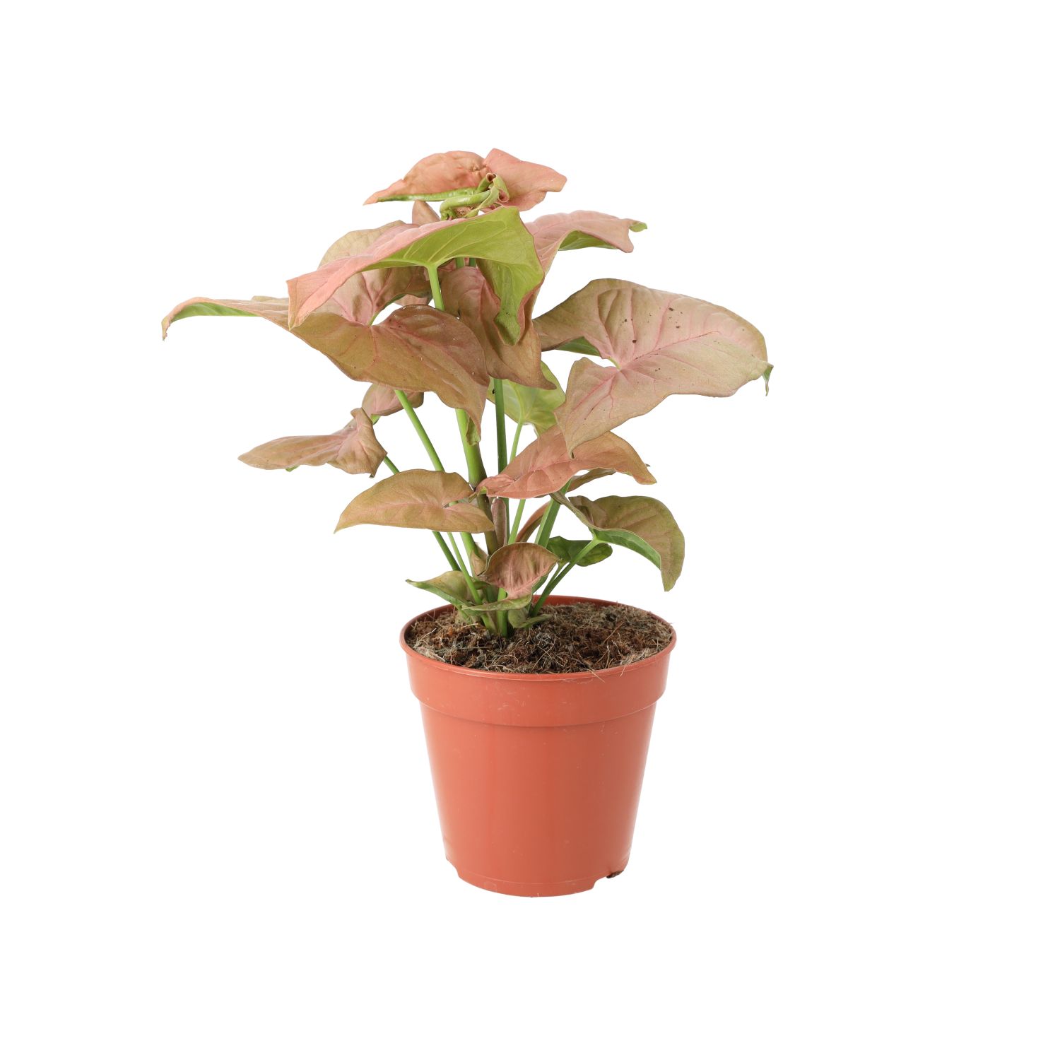 PR Live plant. Arrowhead Vine 'Pink' (Medium)