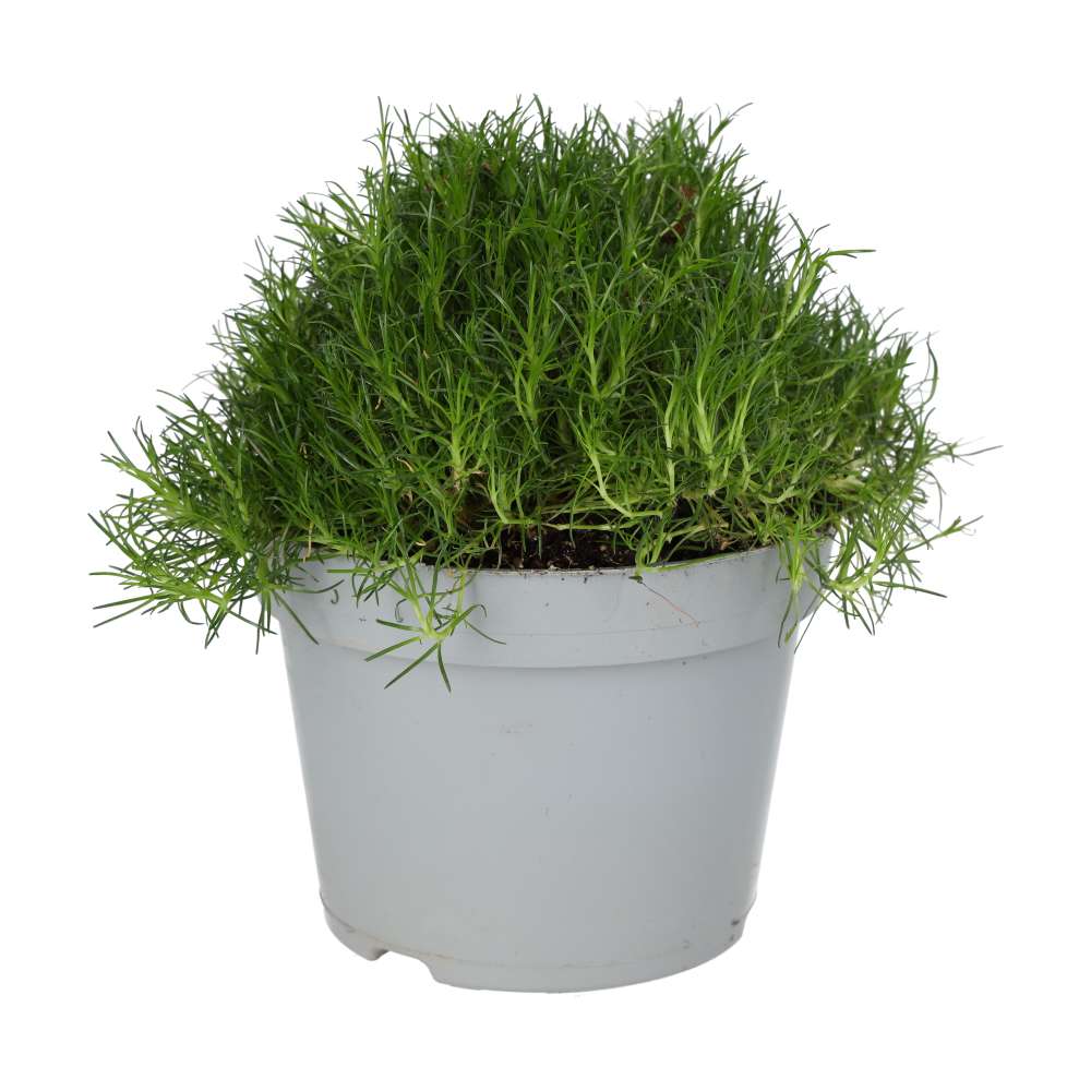 PR Live plant. Pearlwort mix (Large)