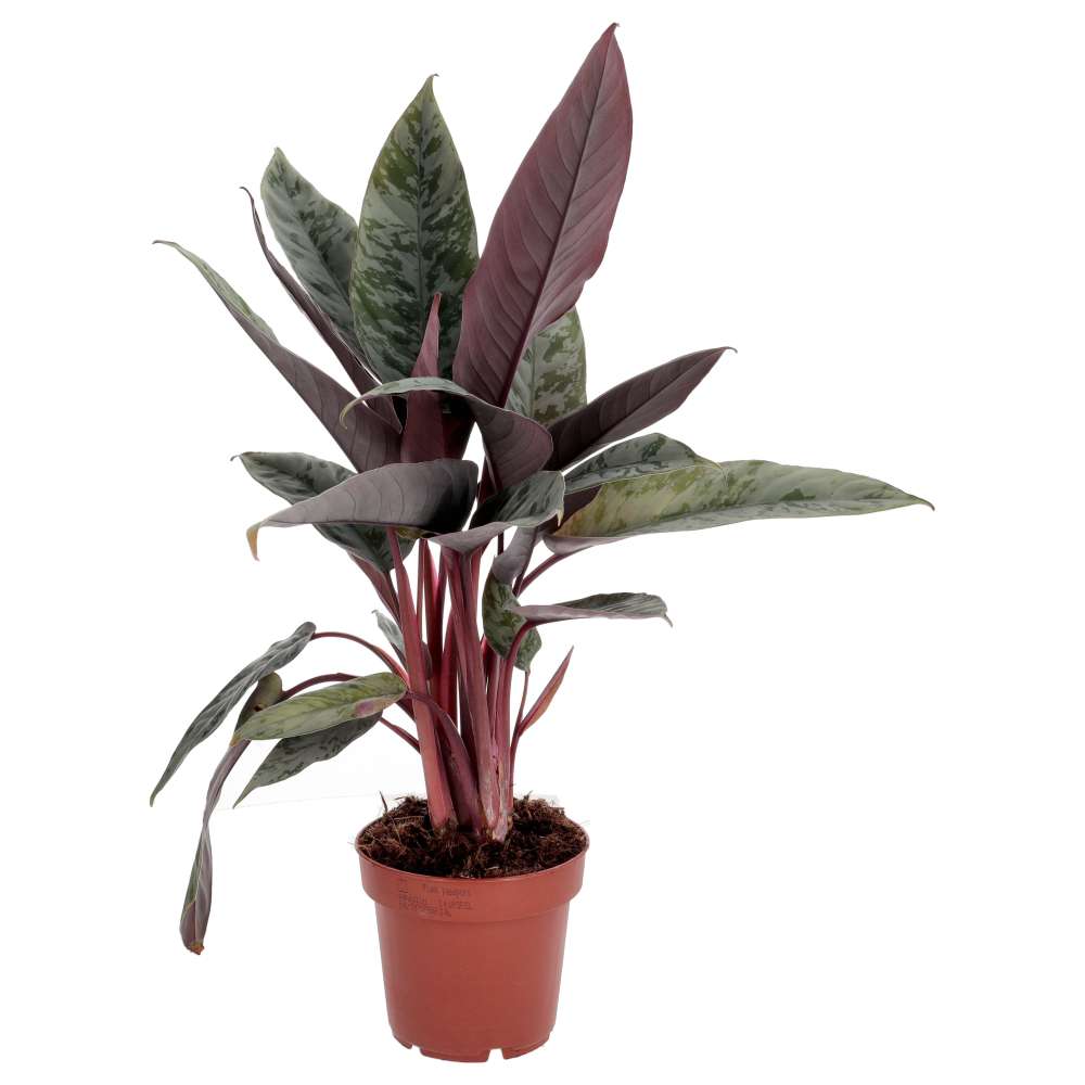 PR Live plant. Red Sword Plant (Large)