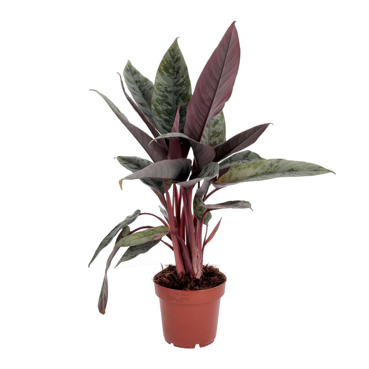 PR Live plant. Red Sword Plant (Large)